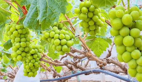 20230803/624edbae194b1848755be296fec8295c.png 文章配图8.png