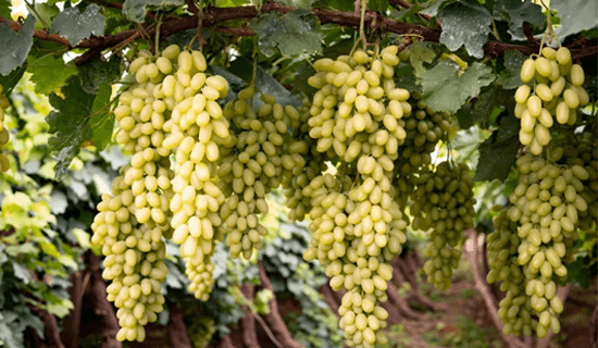 20230803/d34526eef42e934d59bd935fc5645b11.png 未标题-1.png