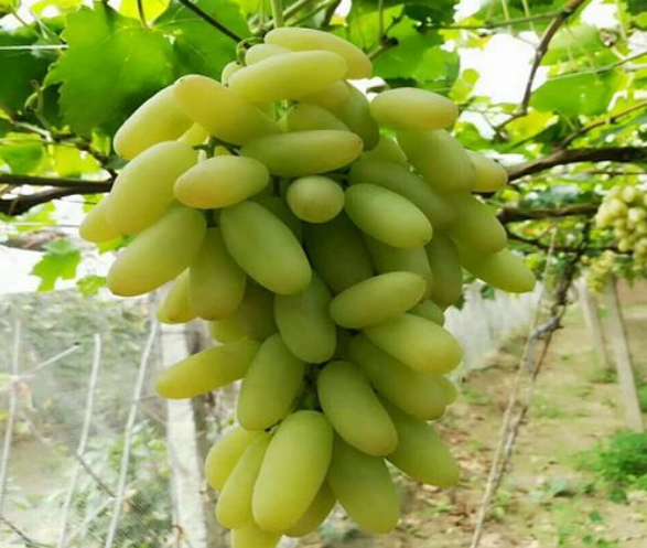 20230823/36874a19feafb888003afa9ac3b54c23.png 1.png